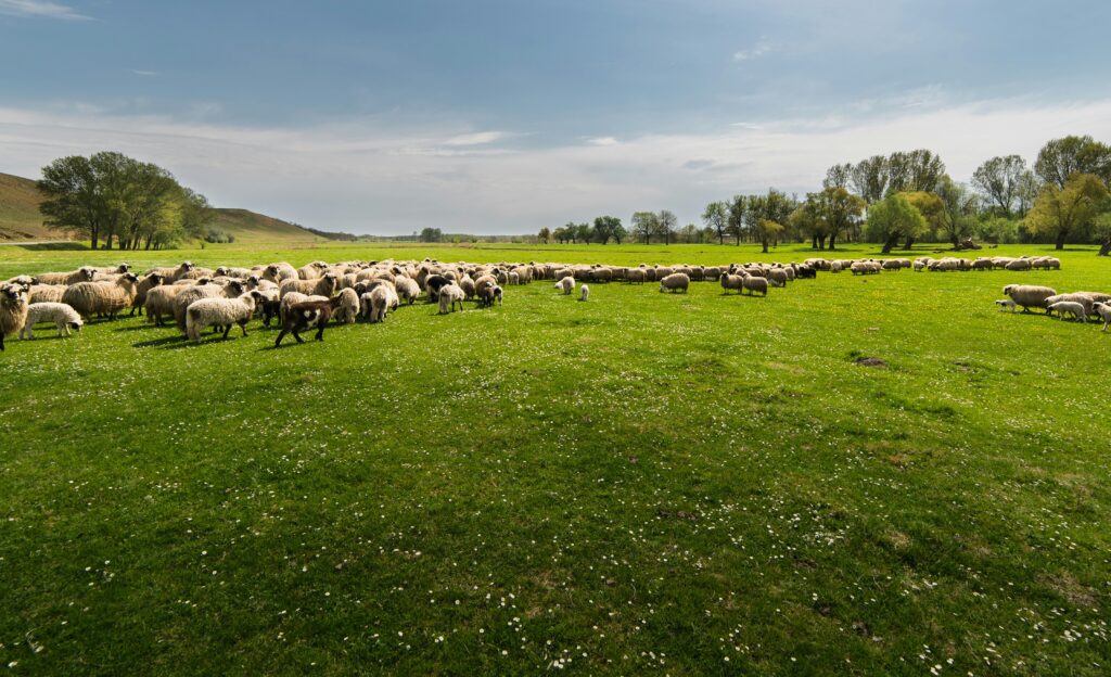 British Lamb